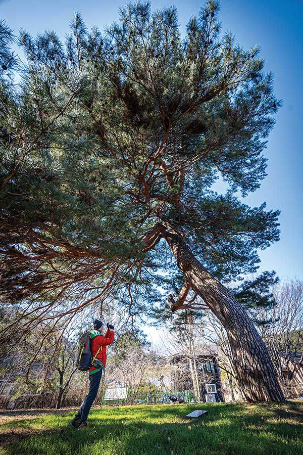 격암남사고유적지에서 볼 수 있는 격암소나무.