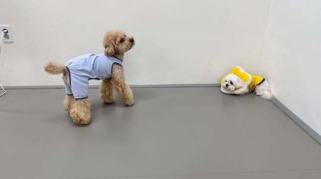 '개BTI 유치원' 소심반의 한 모습. /독자제공