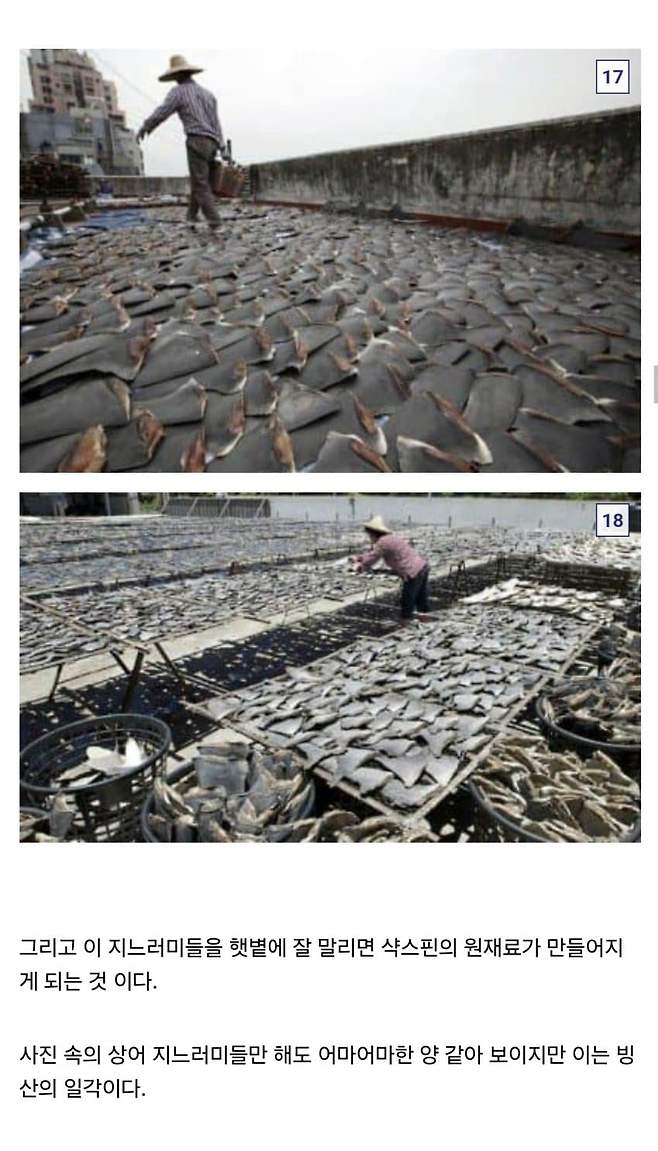 10.jpg 중국요리 샥스핀의 추악한 진실