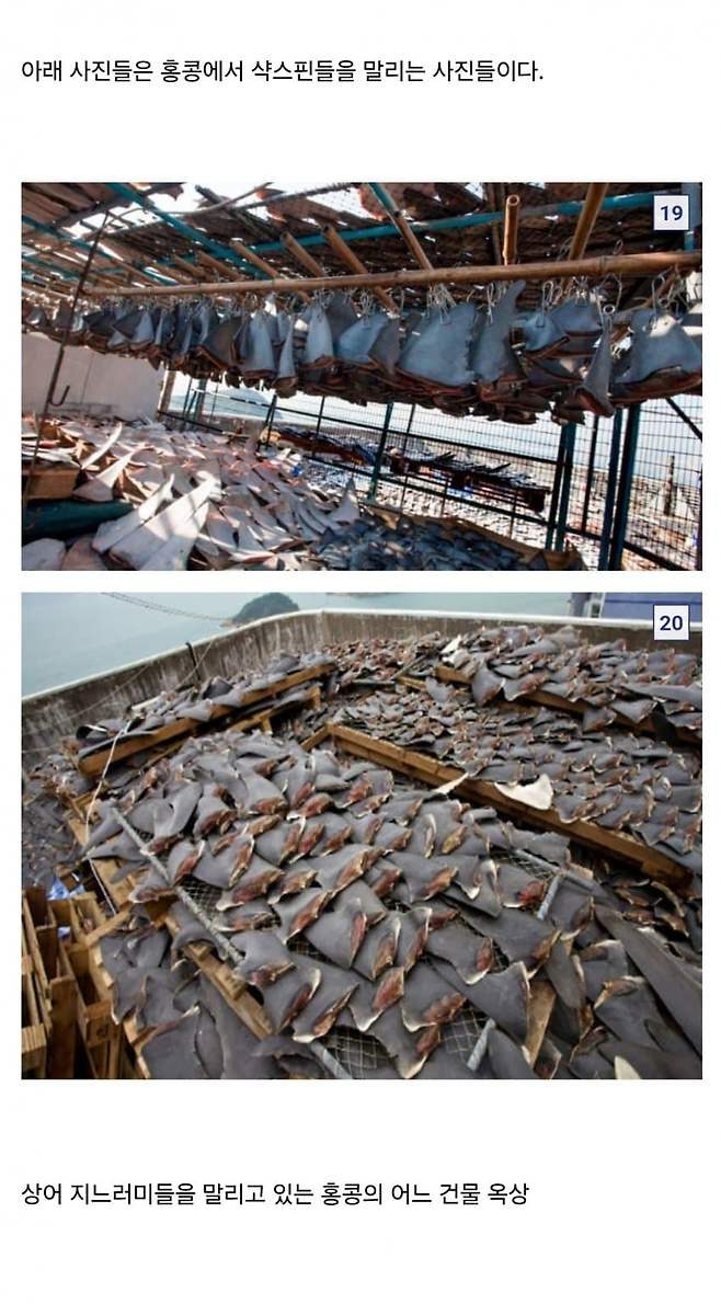 11.jpg 중국요리 샥스핀의 추악한 진실