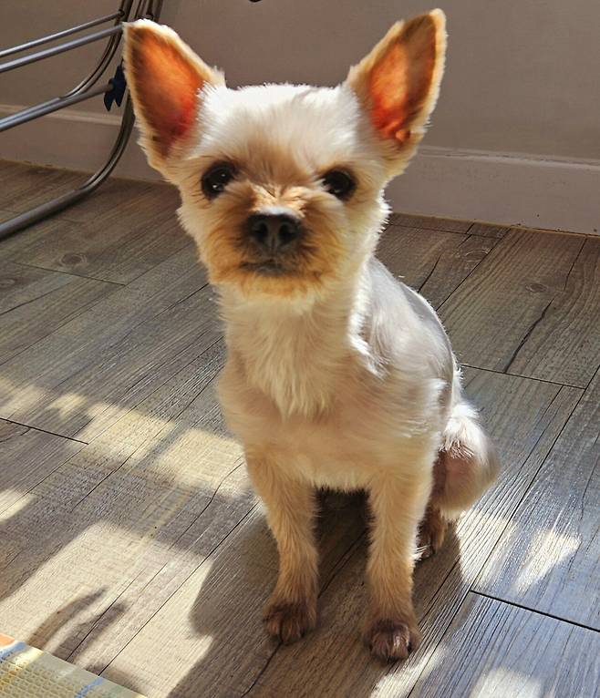 20250208_132716.jpg 점심 코스트코 쇼핑 정보와 떡볶이