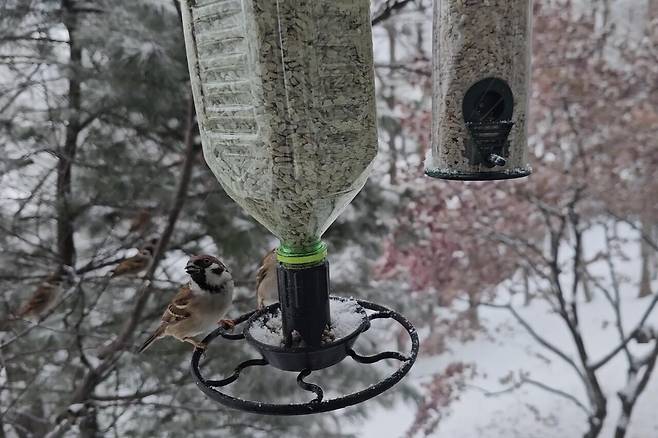 새들에게 12월부터 이듬해 3월까지는 ‘보릿고개’다. 겨울을 넘기지 못하고 죽는 경우도 많다. ⓒ박임자 제공