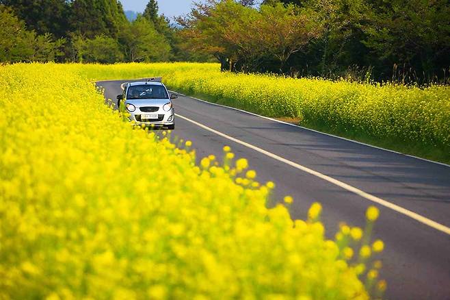 유채 만개한 제주유채꽃도로