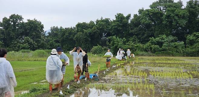 지난해 6월8일, ‘반농반X자급자족연구회\'는 사람들을 불러 모아 경기도 남양주시 와부읍 인근 논에서 토종 벼 140종을 기르는 채종포 자리를 만들기 위해 손모내기를 했다. 반농반X자급자족연구회 제공.