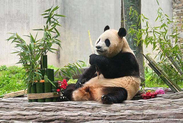 자이언트 판다 푸바오가 지난해 6월 중국 청두 쓰촨 워룽 선수핑 기지에서 일반에 공개되고 있다. 뉴스1