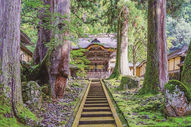 에이헤이지에는 삼나무가 빼곡하다