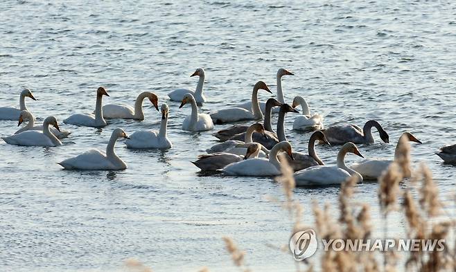 백조의 호수 경포호-2022년 12월 [연합뉴스 자료사진]