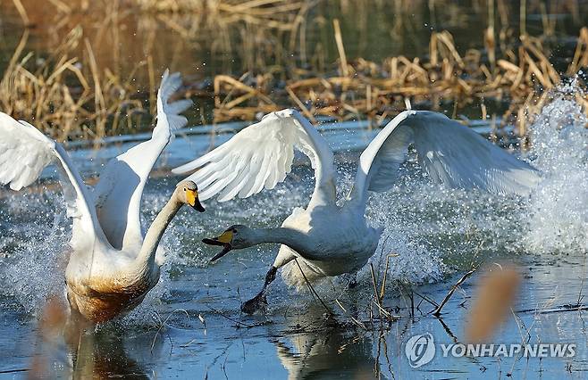 경포천의 큰고니-2023년 12월 [연합뉴스 자료사진]