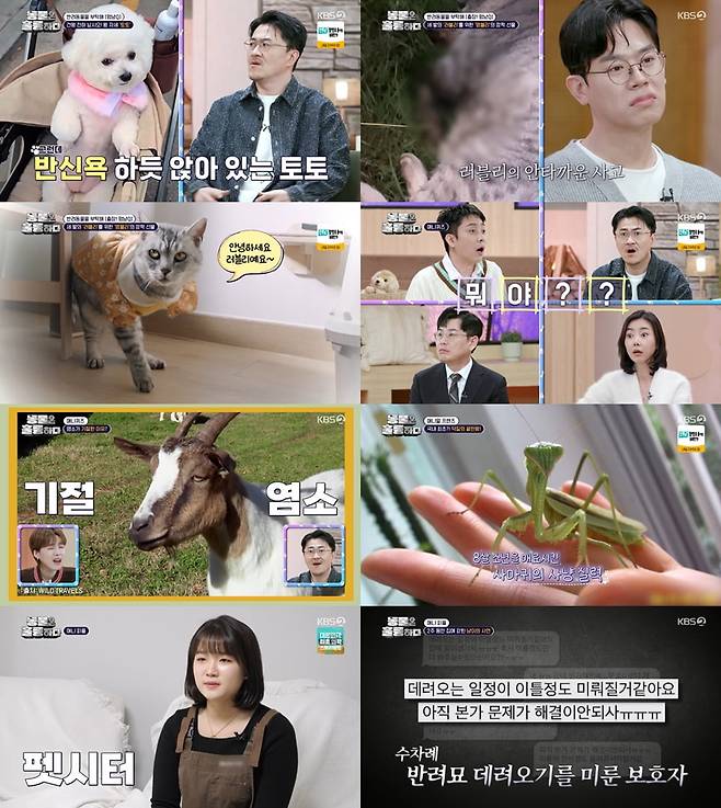 사진 = KBS2 '동물은 훌륭하다' 방송 캡처