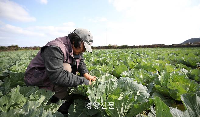 제주시 구좌읍에서 유기농 양배추 농사를 짓는 강순희씨가 지난해 12월3일 자신의 밭에서 양배추에 있는 도둑나방 에벌레를 잡고 있다.  권도현 기자