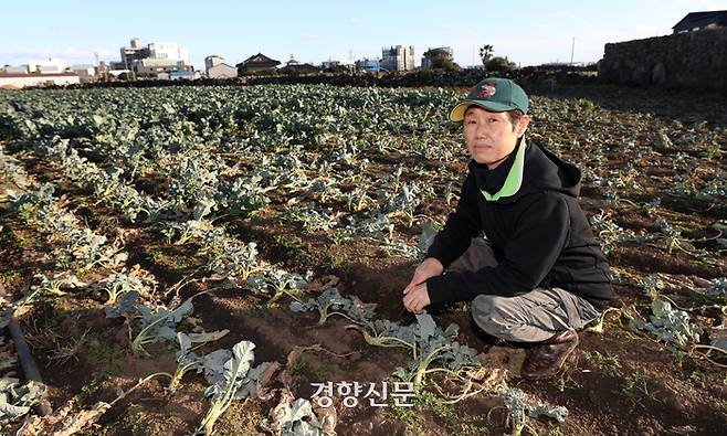 서귀포시 대정읍에서 브로콜리 농사를 짓는 김형자씨가 지난해 12월5일 자신의 밭에서 긴 가을장마로 침수돼 시든 브로콜리를 살펴보고 있다.  권도현 기자