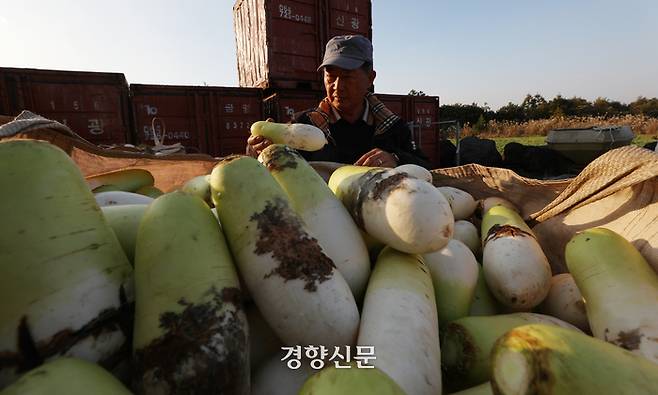 서귀포시 성산읍에서 월동무 농사를 짓는 강동훈씨가 지난해 12월2일 자신의 밭에서 병이 들고 갈라진 무를 살펴보고 있다. ]권도현 기자