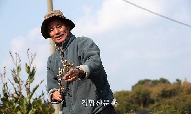 콩과 메밀을 재배하는 농부 고성효씨가 지난해 12월6일 서귀포시 안덕면 자신의 밭에서 수확되지 못한 콩을 살펴보고 있다.   권도현 기자