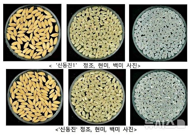 [전주=뉴시스] '신동진1'(위)과 '신동진' 품종 비교. *재판매 및 DB 금지
