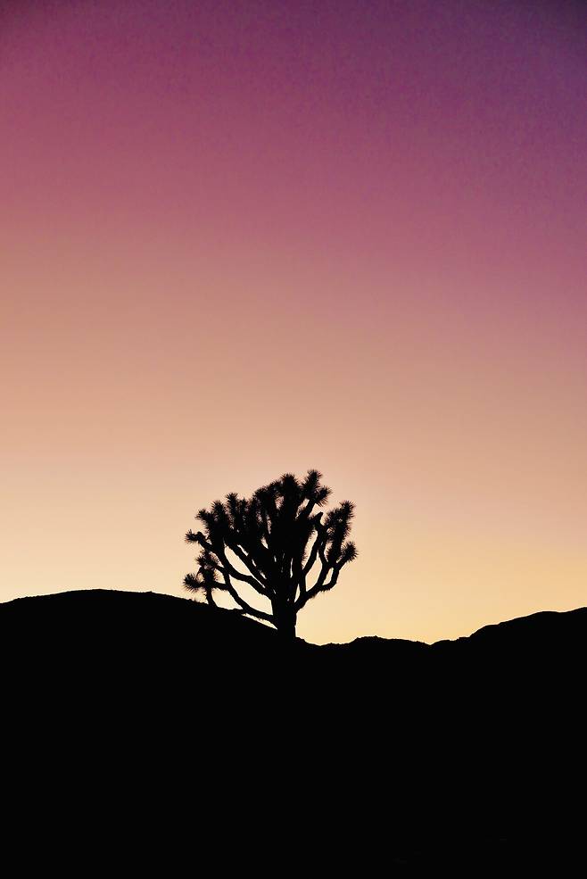 KakaoTalk_20250214_220055056_07.jpg [여행기]44일간 미국여행 10~11 / 조슈아트리