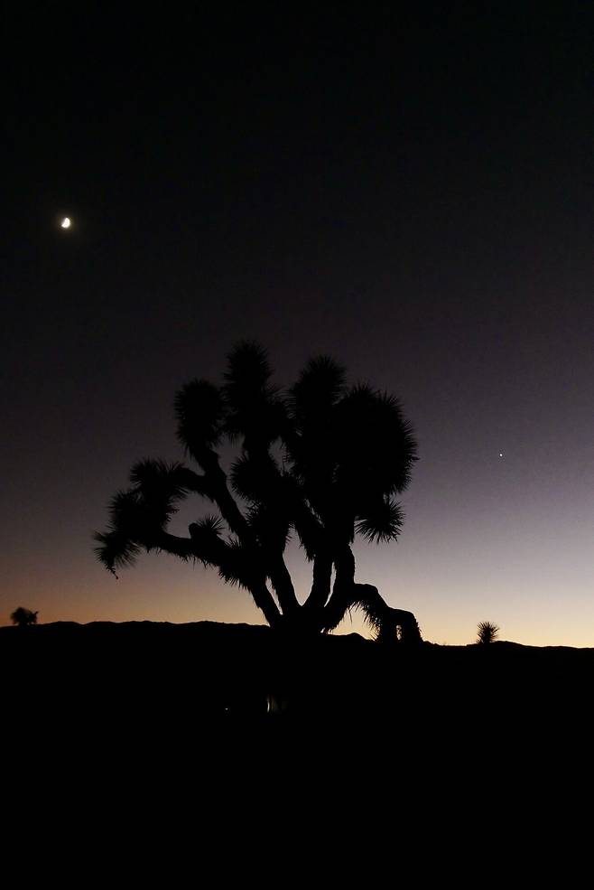 KakaoTalk_20250214_220055056_04.jpg [여행기]44일간 미국여행 10~11 / 조슈아트리