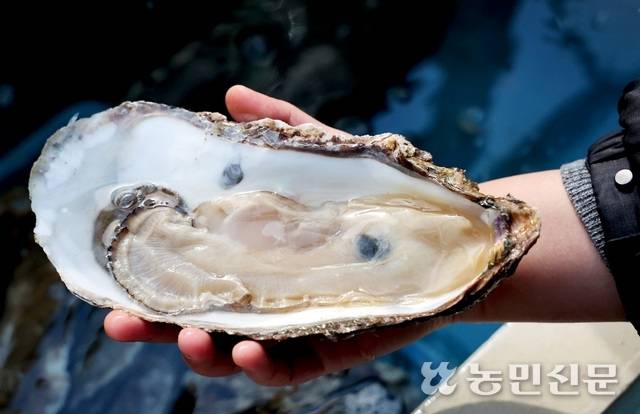 성인 손보다 큰 4년산 벚굴.