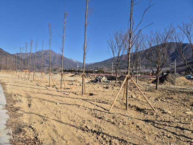 ▲하천 제방 높이로 불법 성토된 경계부지에 조경 목적의 메타스퀘이어 나무가 식재돼 있다.ⓒ프레시안