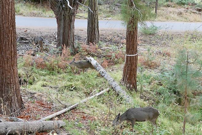 KakaoTalk_20250215_180445713_05.jpg [여행기]44일간 미국여행 14 / 요세미티