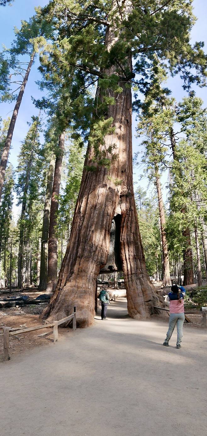 KakaoTalk_20250215_191535644.jpg [여행기]44일간 미국여행 14 / 요세미티