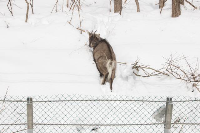 ▲ 지난 겨울 천연기념물인 산양이 ASF 차단 울타리에 이동이 막히자 되돌아가고 있다. 국립공원을지키는시민모임 제공