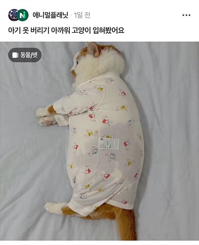 아기옷 버리기 아까워서 고양이 입혀봄.jpg