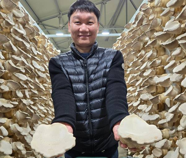 국산 품종인 설원버섯 재배에 성공한 농업법인 ‘산촌들’의 박현식 대표가 지난 12일 경기 여주시의 재배 시설에서 손바닥보다 큰 버섯을 들고 있다. 이마트·트레이더스에 공급되는 설원버섯은 개당 200g이 넘는다.