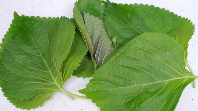 시든채소 살리는법