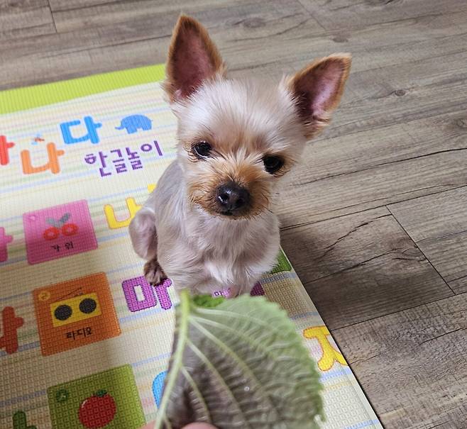 20250217_203704.jpg 저녁 통삼겹살로 한잔