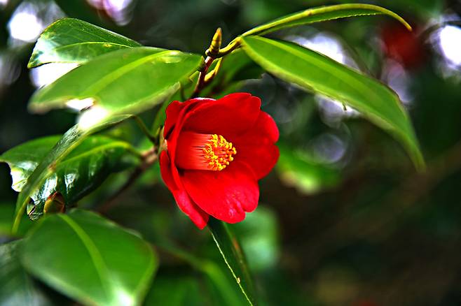 고창 선운사 동백 / 사진=승우여행사