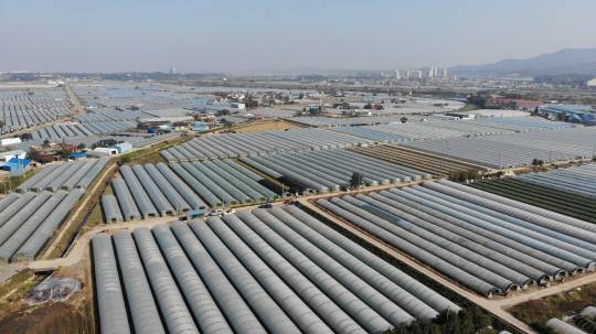 예산군 오가면, 신암면 일대에 형성된 쪽파 시설하우스 전경. 예산군 제공