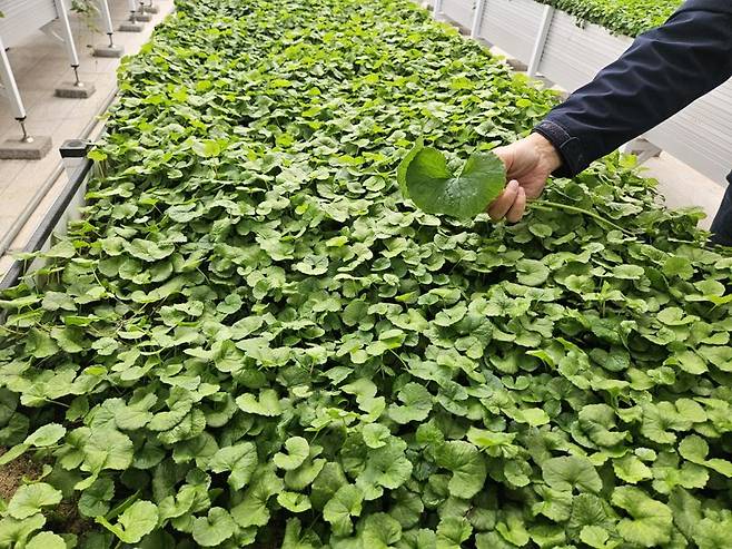 제주 구좌읍 리만코리아 제주 스마트팜인 ‘리만팜’에서 자라고 있는 자이언트 병풀. 사진=이정화 기자