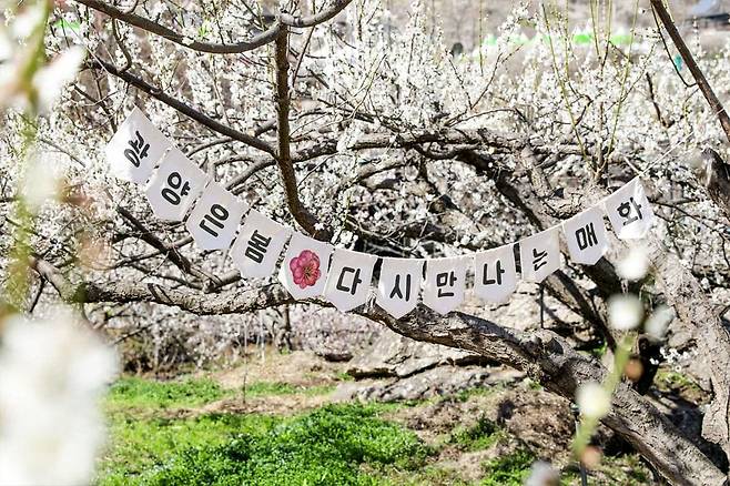 광양 매화축제 포토존