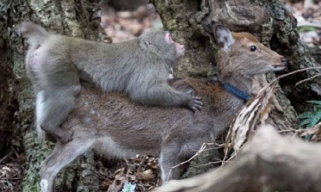 지난 2015년 일본 가고시마 현 야쿠시마에서는 원숭이가 꽃사슴에게 성행위를 시도하는 모습이 처음 관찰됐는데 이후 이곳뿐 아니라 오사카의 국립공원에서도 비슷한 행동이 관찰됐다. (사진=영장류 저널 제공)