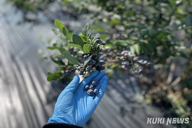 블루베리를 수확할 때는 과실이 상하지 않도록 섬세한 작업이 필요하다.&nbsp; &nbsp;사진=권혜진 쿠키청년기자