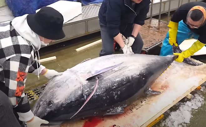 우리나라 동해에서 잡힌 세 명의 남성이 옮기고 있다.[유튜브 입질의 추억 갈무리]