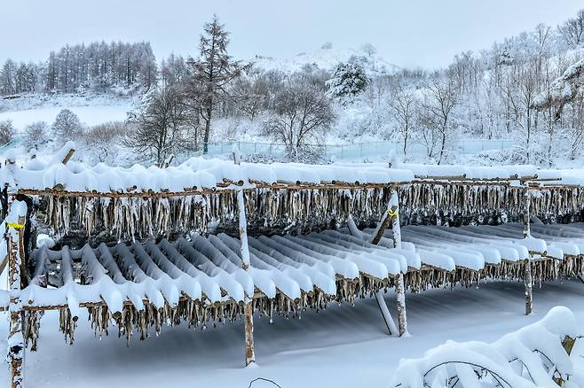 말린 명태 위로 눈이 쌓여 있다.[게티이미지뱅크]