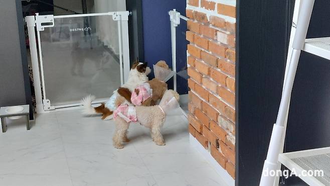 포캣멍센터에서 보호중인 동물들. (사진=최강주 기자 gamja822@donga.com)