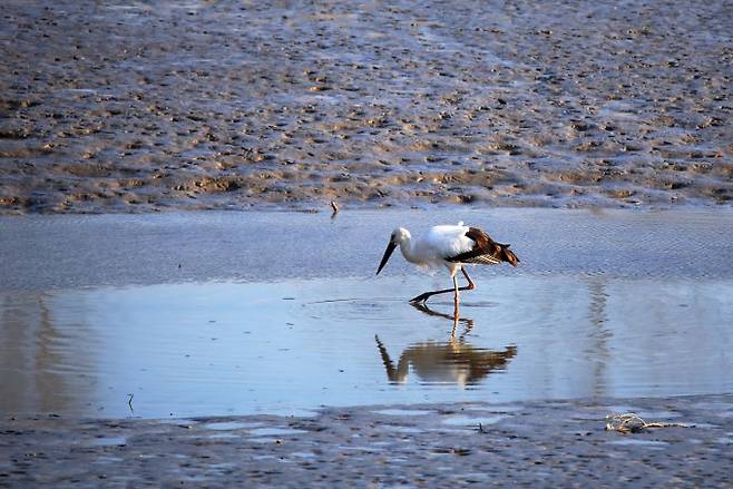 과학자들이 새만금신공항 건설 추진으로 부지 일대에 심각한 환경오염이 우려된다는 의견을 내놓았다. 사진은 대표적인 겨울철새인 황새가 갯벌에서 휴식을 취하고 있다. 사진 출처 게티이미지뱅크 @이미지 번호&nbsp;a12636099