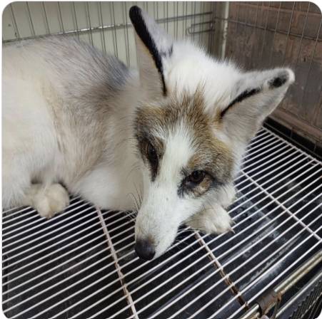지난 11일 전주 덕진체련공원에서 구조된 '마블 폭스'. 농림축산검역본부 국가동물보호정보시스템에 '입양 대상 동물'로 등록됐다. 사진 농림축산검역본부