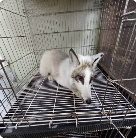 전주에서 구조된 '마블 폭스'. 사진 농림축산검역본부