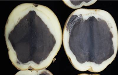 속이 검게 변하는 ‘흑색심부’ 증상을 보이는 씨감자.