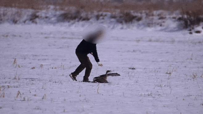 지난 1월 전북 김제시의 한 노지에서 불법으로 큰기러기를 결박하는 모습 (사진=동물자유연대)