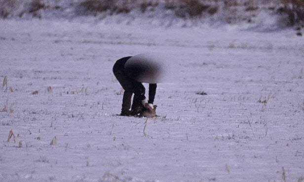 지난 1월 전북 김제시의 한 노지에서 불법으로 큰기러기를 결박하는 모습 (사진=동물자유연대)