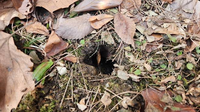 지난 19일 오후 경기도의 한 아파트 화단에 성인 남성 주먹 하나 크기 정도의 쥐구멍이 뚫려있다. 이날 아파트 방역 견적을 내러 온 정의석 원스톱방역 대표는 "이런 구멍을 통해 아파트 지하나 하수관까지 들어가는 것"이라고 설명했다. /최정석 기자