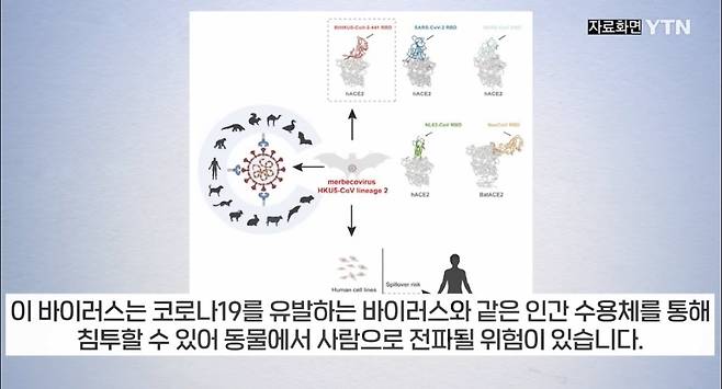 IMG_7937.jpeg 중국 우한서 \'신종 박쥐 코로나바이러스\' 또 발견 ㅎㄷㄷㄷ