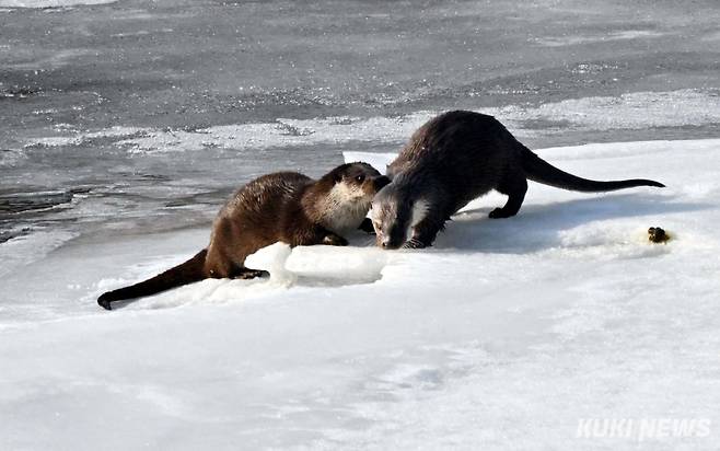 먹이활동을 마친 수달 한쌍이 서로의 몸을 핧아주며 애정을 표시하고 있다. 수달은 족제비과 포유류 중 대형에 속한다. 성체의 경우 몸통의 길이 650~1,100㎜, 꼬리의 길이 300~500㎜이다. 몸은 수중 생활을 하기에 알맞게 발달되었다. 다리는 짧고 발가락 사이에 물갈퀴가 있어서 헤엄치기에 적합하다.