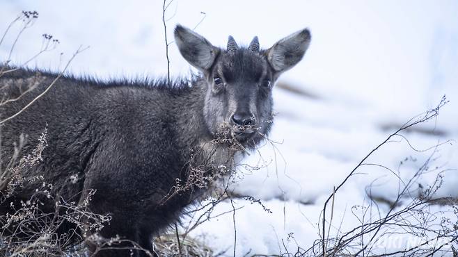 '산양과의 조우'산양은 천연기념물이자 1급 멸종위기 야생생물이다. 또한 '멸종위기에 처한 야생 동식물종의 국제 거래에 관한 협약' 부속서Ⅰ(멸종위기에 처한 종으로 국제 거래에 영향 받거나 받을 수 있는 종)에 등재된 국제적 멸종위기종이기도 하다.&nbsp;