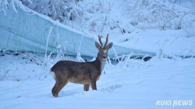 ‘눈밭의 노루 수컷’노루는 울릉도를 제외한 전국에서 서식하는데 본토보다는 제주도의 한라산에 많다. 황갈색를 띤다. 어깨높이는 100~150cm, 체중은 15~50kg으로 일반적으로는 암컷이 20kg 내외, 수컷은 25kg 정도이다.