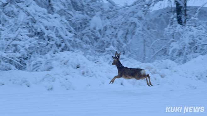 ‘앗, 못보던 사람이 나타났네’사람들은 노루와 고라니를 잘 구별 못한다. 둘의 차이점은 노루는 엉덩이에 흰 반점이 있지만 고라니는 없고 노루는 수컷은 뿔이 자라지만 고라니는 암컷 수컷 둘 다 뿔이 자라지 않는다. 고라니는 입주변에 송곳니가 돌출되어 있지만 노루는 없다. 둘은 속 단위에서 다른 종이긴 하지만 같은 노루족에 속하는 상당히 가까운 사이다.